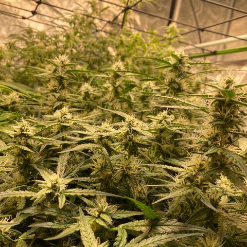 Wedding Cake - Photo - Wanda growlog photo: Family picture, the tale of two autos