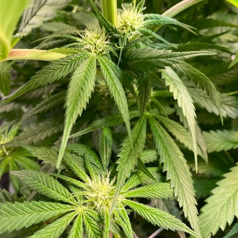 Wedding Cake - Photo - Wanda growlog photo: She’s a poppin