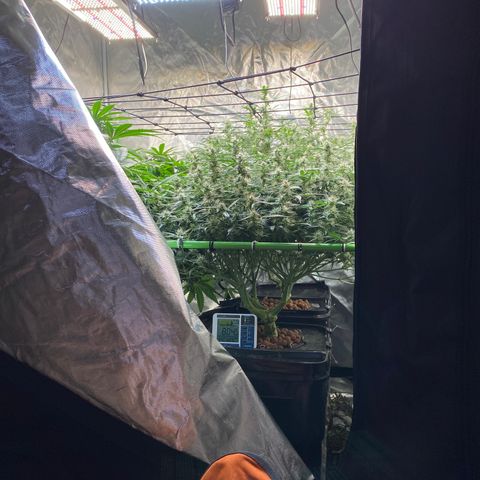 GSC - Auto - Samoa growlog timeline photo