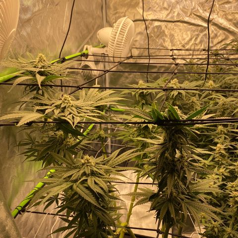Wedding Cake - Photo - Wanda growlog timeline photo