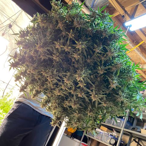 GSC - Auto - Samoa growlog timeline photo