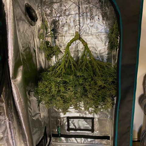 GSC - Auto - Samoa growlog timeline photo