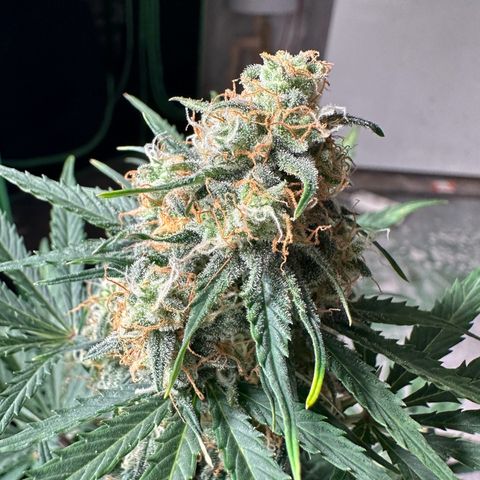 Mimosa Automatic growlog timeline photo