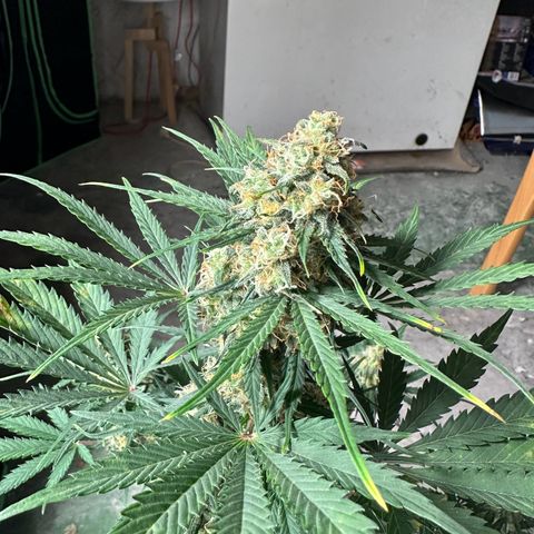 Mimosa Automatic growlog timeline photo