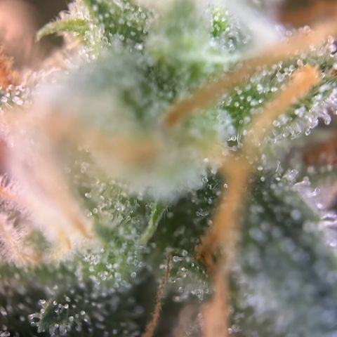 Mimosa Automatic growlog timeline photo