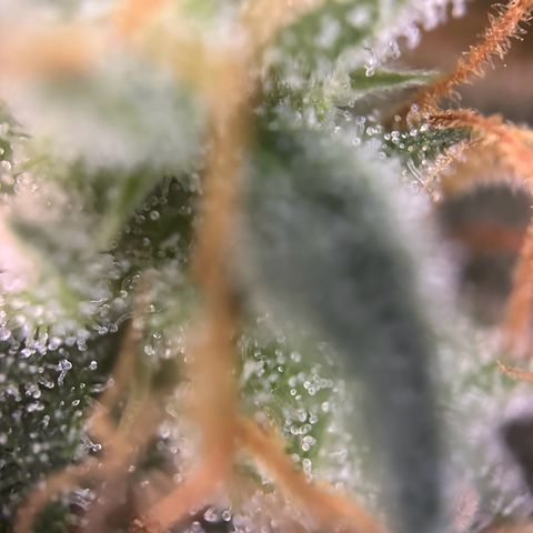 Mimosa Automatic growlog timeline photo