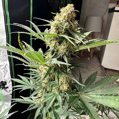 Mimosa Automatic growlog timeline photo