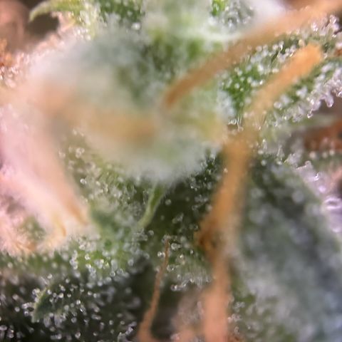 Mimosa Automatic growlog timeline photo
