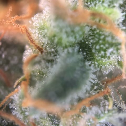 Mimosa Automatic growlog timeline photo