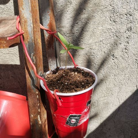Nefertiti  growlog photo: Vamos bien 