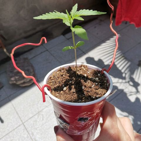 Nefertiti  growlog photo: Hoy a la noche la pasare a macetero 😎