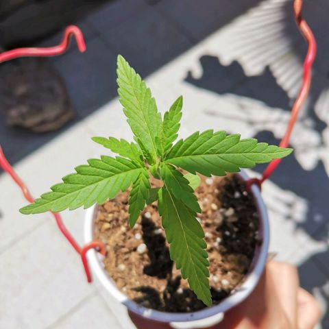 Nefertiti  growlog photo: Hoy a la noche la pasare a macetero 😎