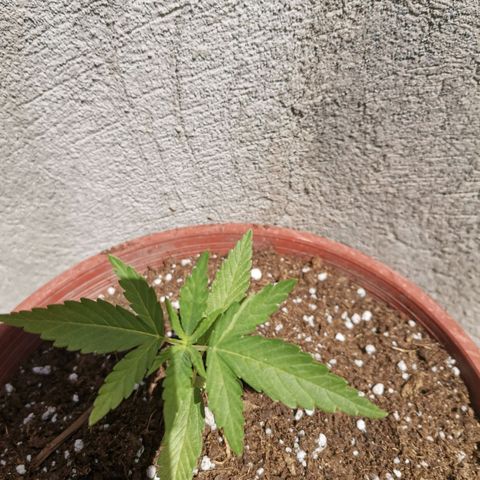 Nefertiti  growlog timeline photo