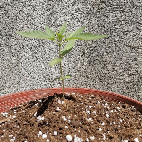 Nefertiti  growlog timeline photo