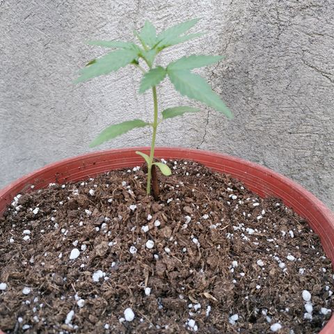 Nefertiti  growlog timeline photo