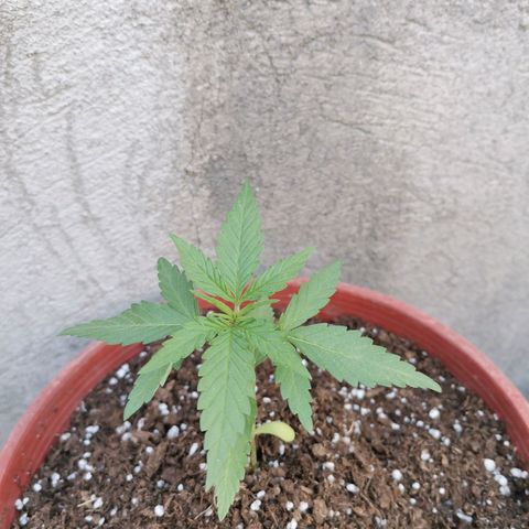 Nefertiti  growlog timeline photo