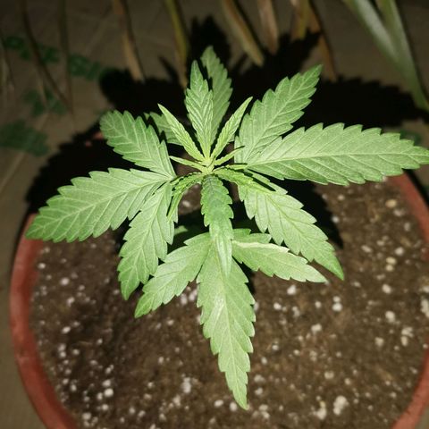 Nefertiti  growlog timeline photo