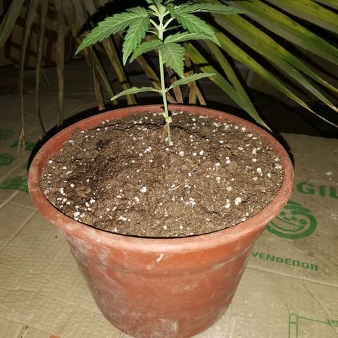 Nefertiti  growlog timeline photo
