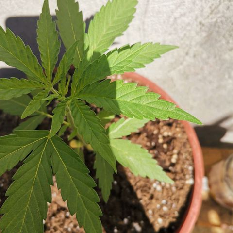 Nefertiti  growlog timeline photo