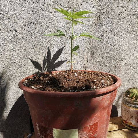 Nefertiti  growlog timeline photo