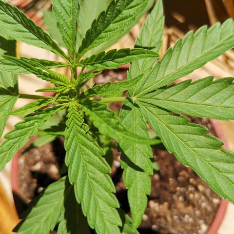 Nefertiti  growlog timeline photo