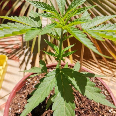 Nefertiti  growlog timeline photo