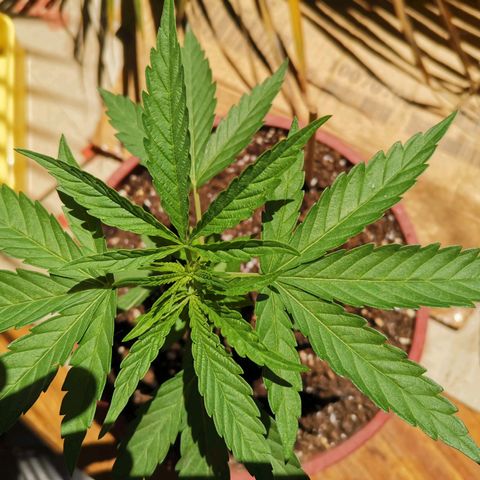 Nefertiti  growlog timeline photo
