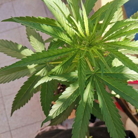 Nefertiti  growlog timeline photo
