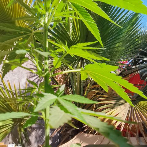 Nefertiti  growlog timeline photo