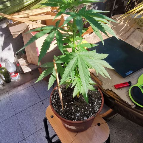 Nefertiti  growlog timeline photo