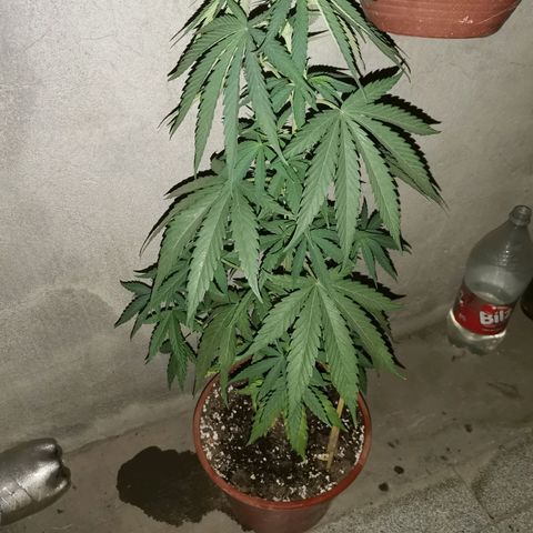 Nefertiti  growlog timeline photo