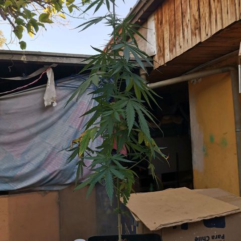 Nefertiti  growlog timeline photo