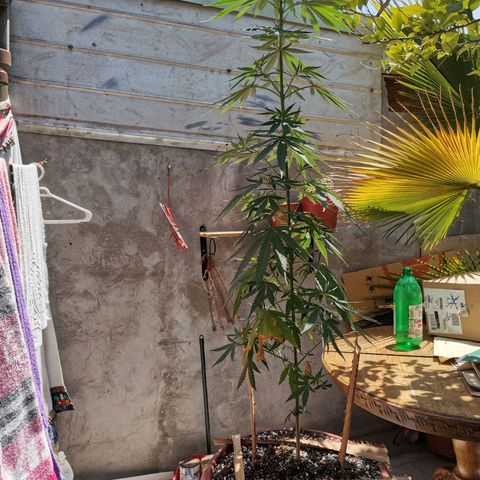 Nefertiti  growlog timeline photo