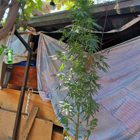Nefertiti  growlog timeline photo