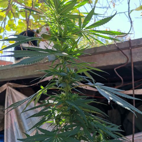Nefertiti  growlog timeline photo