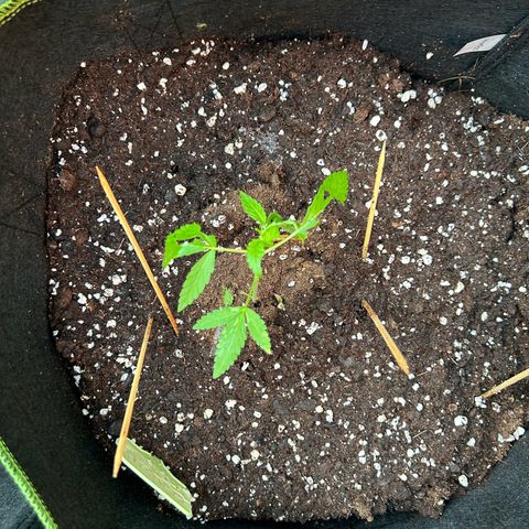 Critical growlog timeline photo