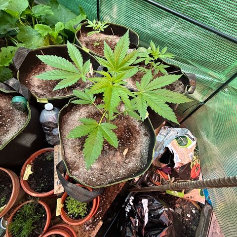 Critical growlog timeline photo