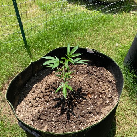 Girl Crush - I growlog photo:  Low stress training on all five plants. Lightly watered all topsoil with approximately 1 gallon of water mixed with manure. 