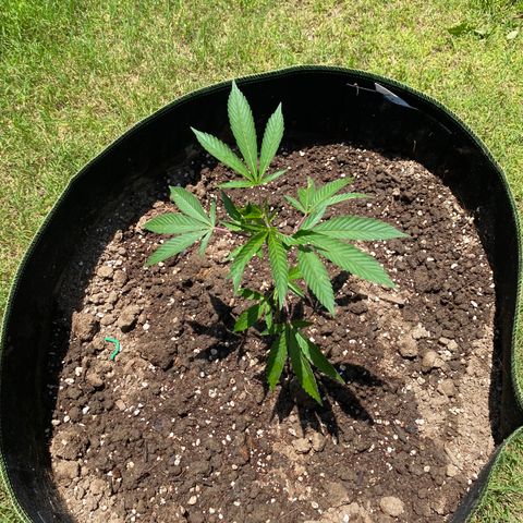Girl Crush - I growlog photo:  Low stress training on all five plants. Lightly watered all topsoil with approximately 1 gallon of water mixed with manure. 