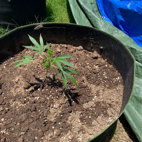 Girl Crush - I growlog photo:  Low stress training on all five plants. Lightly watered all topsoil with approximately 1 gallon of water mixed with manure. 