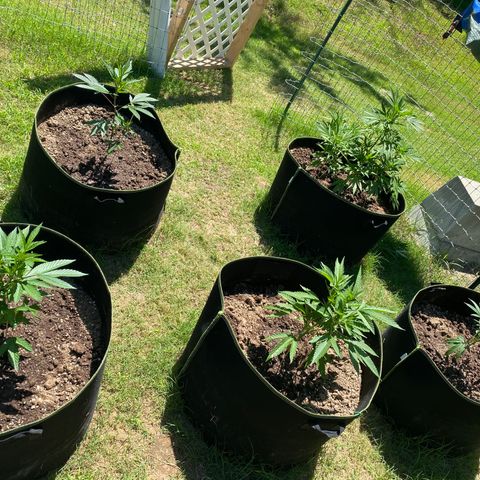 Girl Crush - I growlog timeline photo