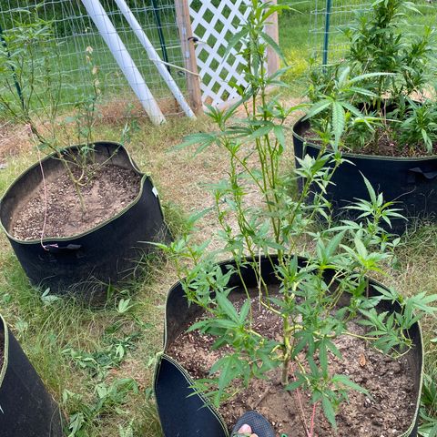 Girl Crush - I growlog photo: Trimmed