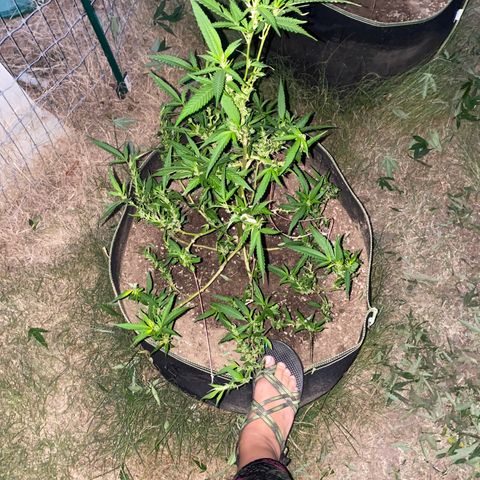 Girl Crush - I growlog photo: Trimmed