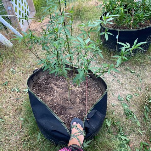 Girl Crush - I growlog photo: Trimmed
