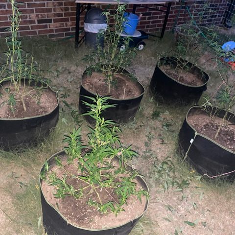 Girl Crush - I growlog photo: Trimmed