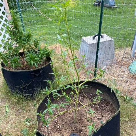 Girl Crush - I growlog photo: Trimmed