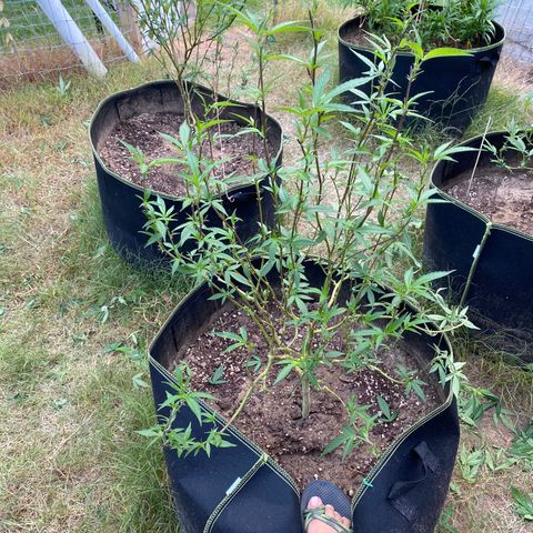 Girl Crush - I growlog photo: Trimmed