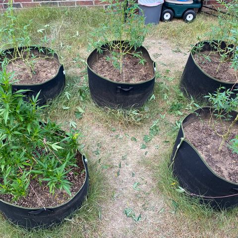 Girl Crush - I growlog photo: Trimmed