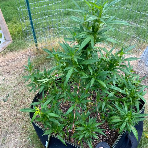 Girl Crush - I growlog photo: Trimmed