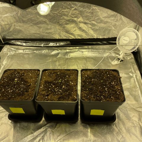 Jack 47 Auto #1 growlog photo